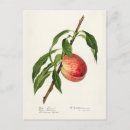 Search for peach branch postcards Vintage