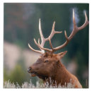 Recherche de yellowstone carreaux Wyoming