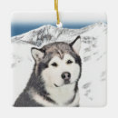 Search for alaskan malamute ornaments Cute