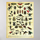 Search for insecte posters Insects