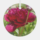 Search for peony ornaments Pink