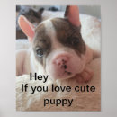 Search for pitbull posters Puppy