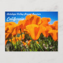 Recherche de pavot cartes postales Poppies