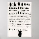 Search for specimens posters Insects