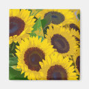 Search for sunflower magnets Nature