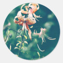 Search for tiger lily stickers Floral