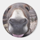 Search for iman magnets Donkey