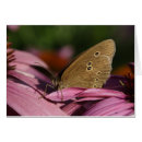 Search for ringlet Hyperantus
