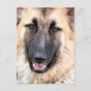 Search for gsd postcards Dogs