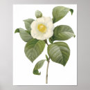 Recherche de japonica posters Camellia