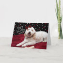 Search for golden doodle postcards Birthday