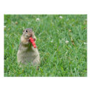 Search for chipmunk art Rodent