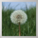 Search for dandelion posters Simple