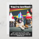 Recherche de chien carlin invitations Mignon