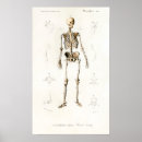 Search for vintage medical skeleton posters Anatomical