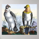 Recherche de hibou noir et blanc posters Nature