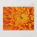 Search for mums photography Floral