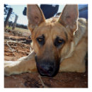 Search for tired dog art Photography