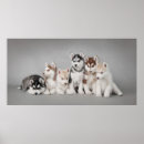 Search for malamute posters Cute