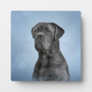 Recherche de colorful photo Dog