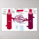 Recherche de veines posters Artères