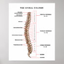 Search for anatomical posters Health