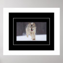 Search for howling wolf posters Nature