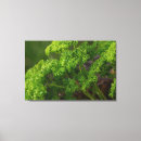 Search for herb canvas prints Cooking