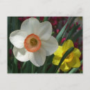 Search for pair postcards Floral