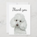Search for white poodle cards Cute