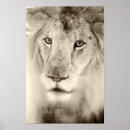 Search for lion photography posters White