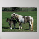 Recherche de poulain jument posters Miniature