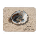 Recherche de coquille tortue magnets Pour tous