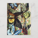 Search for insects postcards Butterfly