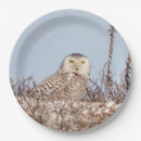 Recherche de hibou assiettes Animal