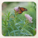 Recherche de photos papillons de dessous de verres Nature