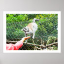 Search for primate art Animal