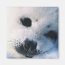 Search for up north magnets Wildlife