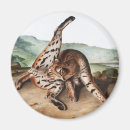 Recherche de de lynx magnets Faune
