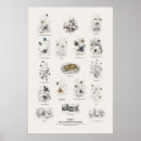 Search for naturaliste posters Wildlife
