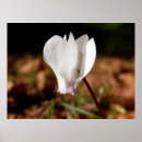 Recherche de cyclamen posters Nature