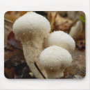 Search for puffball Mushroom