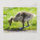 Recherche de poussin mignon cartes postales Bébé