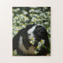 Search for guinea pig puzzles Animal