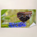 Search for butterfly beach towels Morpho