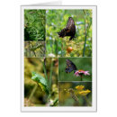 Search for chrysalis Cocoon