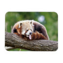 Recherche de panda rouge magnets Sauvage