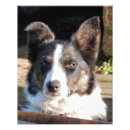 Recherche de colley posters Dog