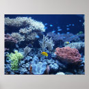 Search for blue sea coral posters Marine