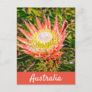 Search for protea postcards Travel